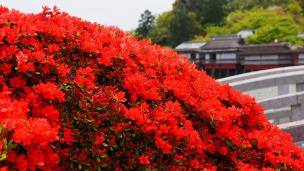 京都長岡天満宮の錦水亭と満開の赤いキリシマツツジ
