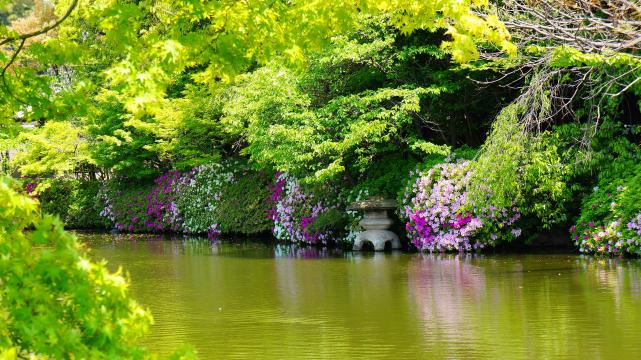 京都神泉苑の法成就池の綺麗なツツジともみじ