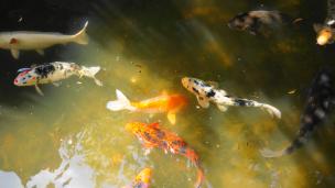 鯉 神泉苑 法成就池