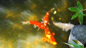 神泉苑の法成就池の鯉