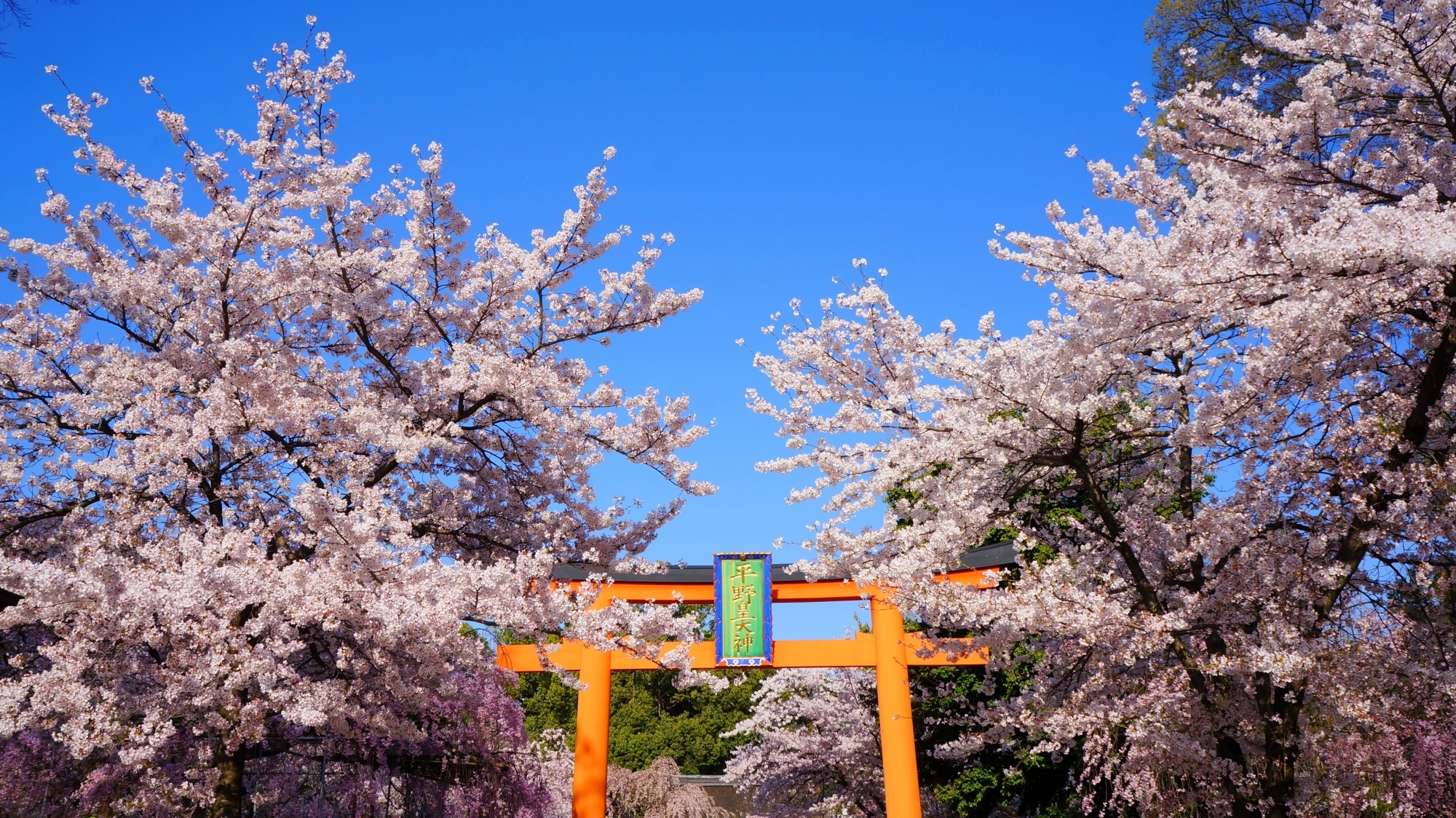 平野神社 桜　京都屈指の桜の名所 桜の乱れ咲き