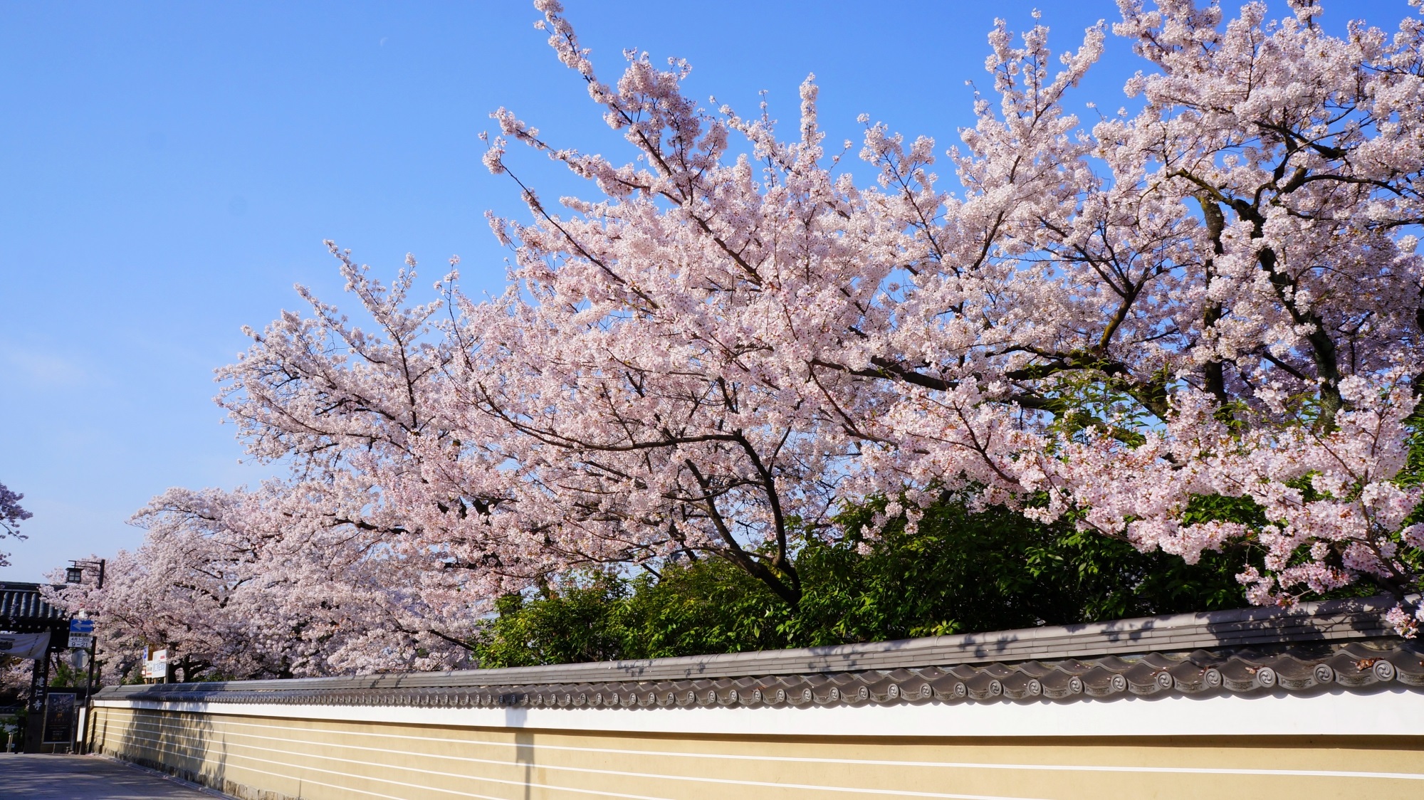 建仁寺 桜　伽藍を彩る桜と春の花見小路通のお花見