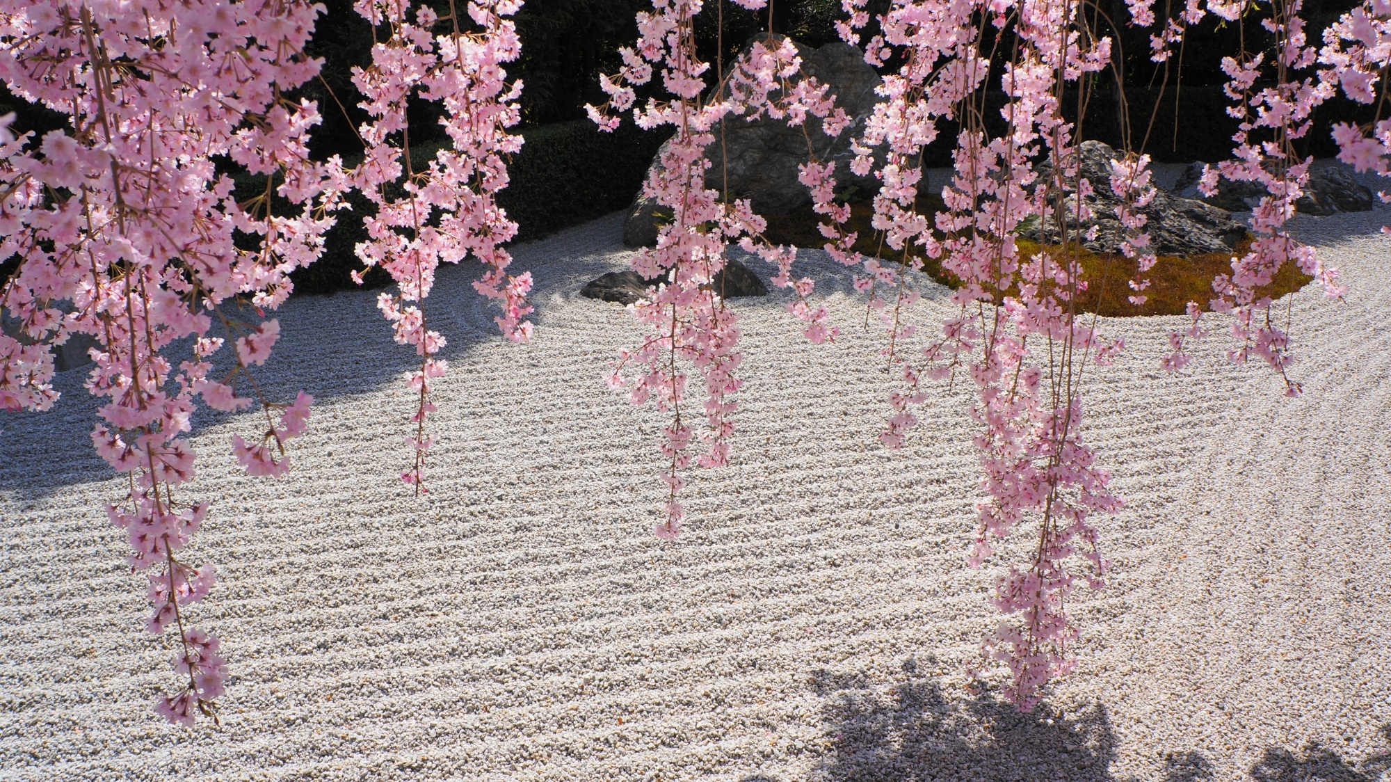 しだれ桜の名所　春の妙心寺退蔵院