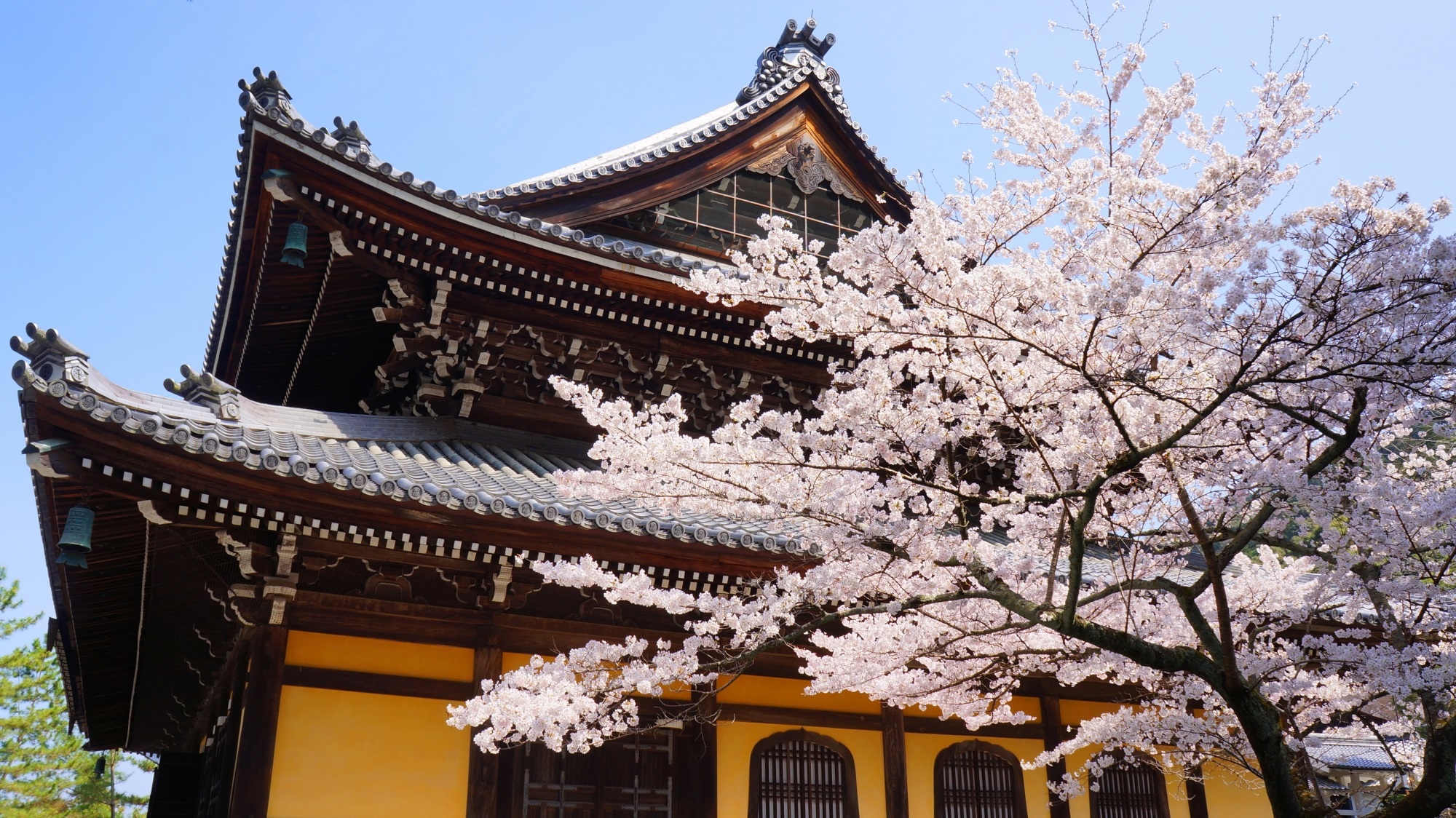 南禅寺 桜　華やかな春の彩り