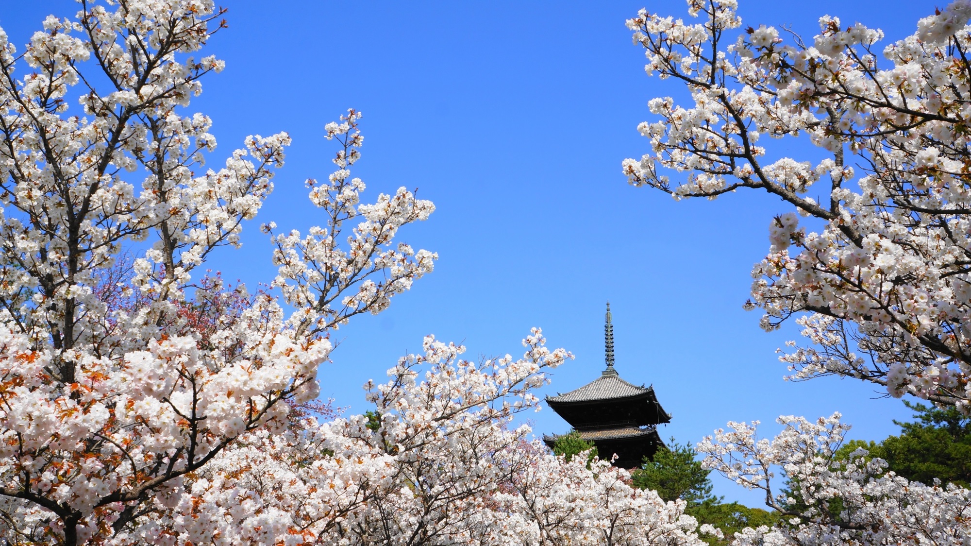 仁和寺 御室桜　遅咲きの桜の名勝と春の五重塔