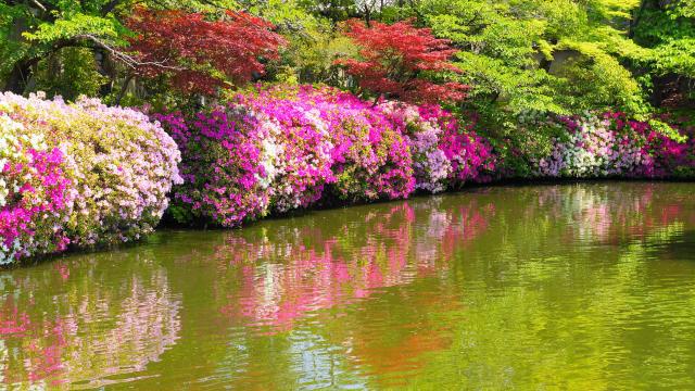 ツツジの名所の神泉苑の法成就池の見ごろの華やかなツツジ