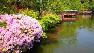 祇園祭発祥の神泉苑の法成就池の満開のツツジ