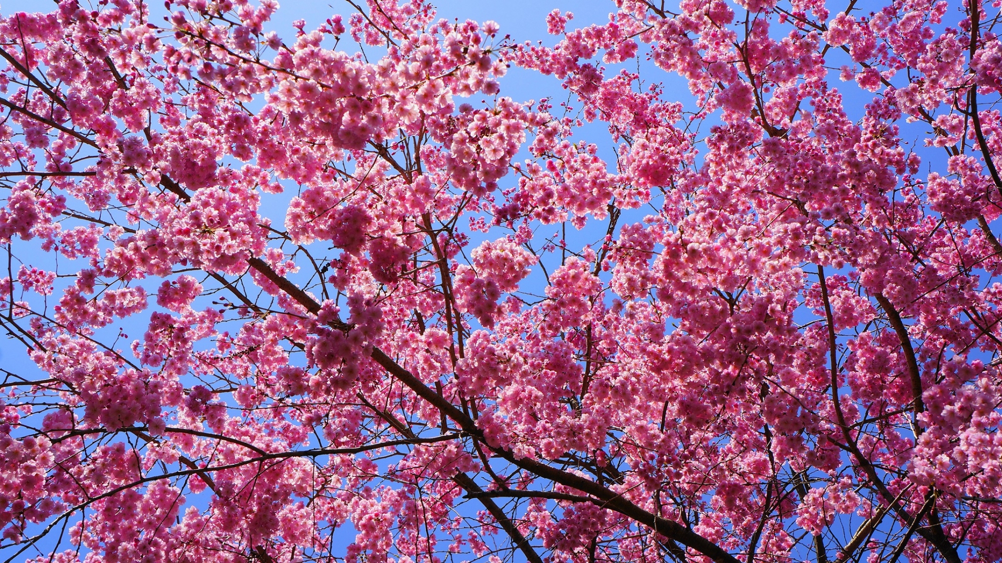 太陽をいっぱいに浴びて煌びやかに輝く桜