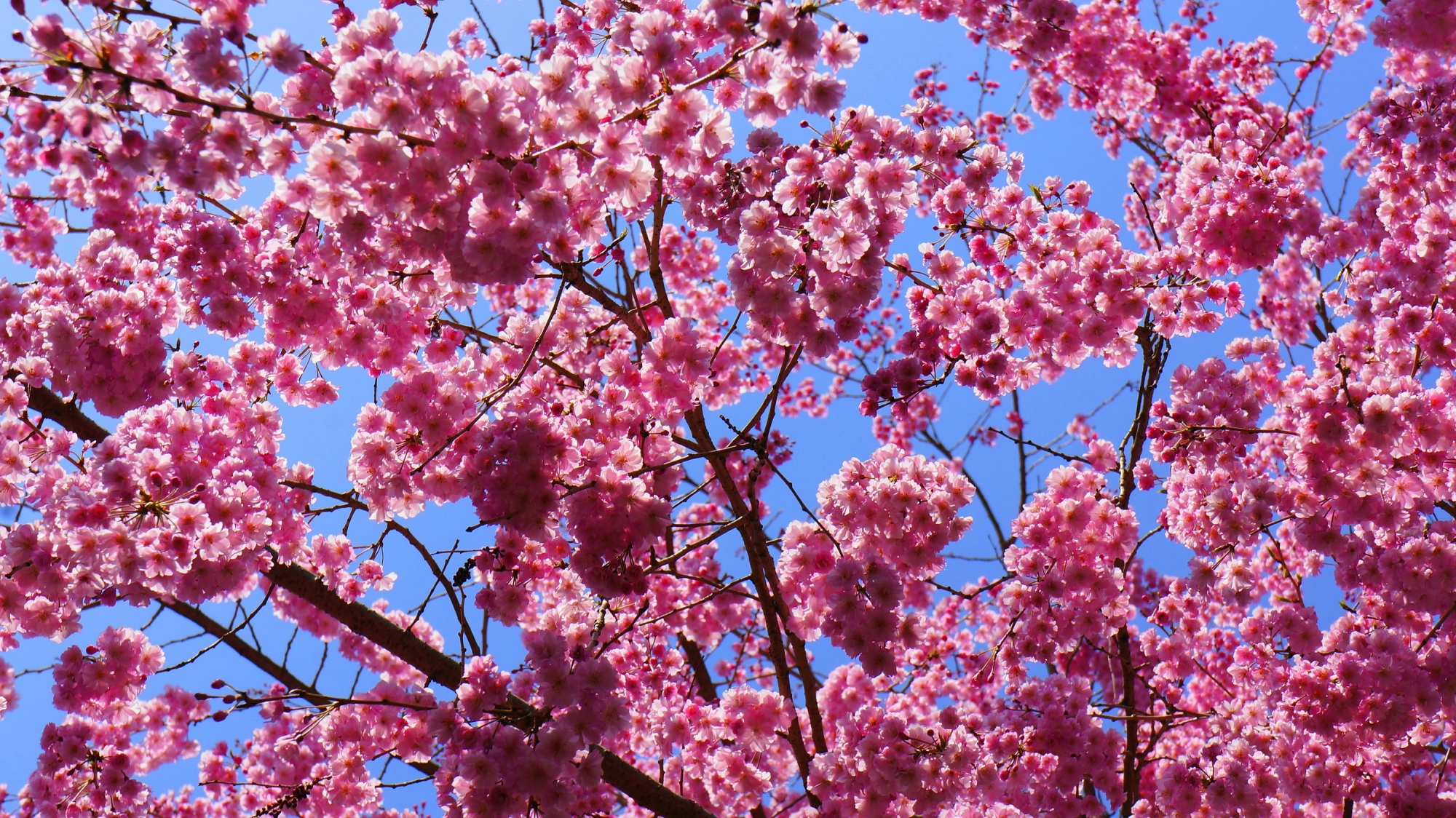 弾け飛ぶピンクの宝石のような桜の花