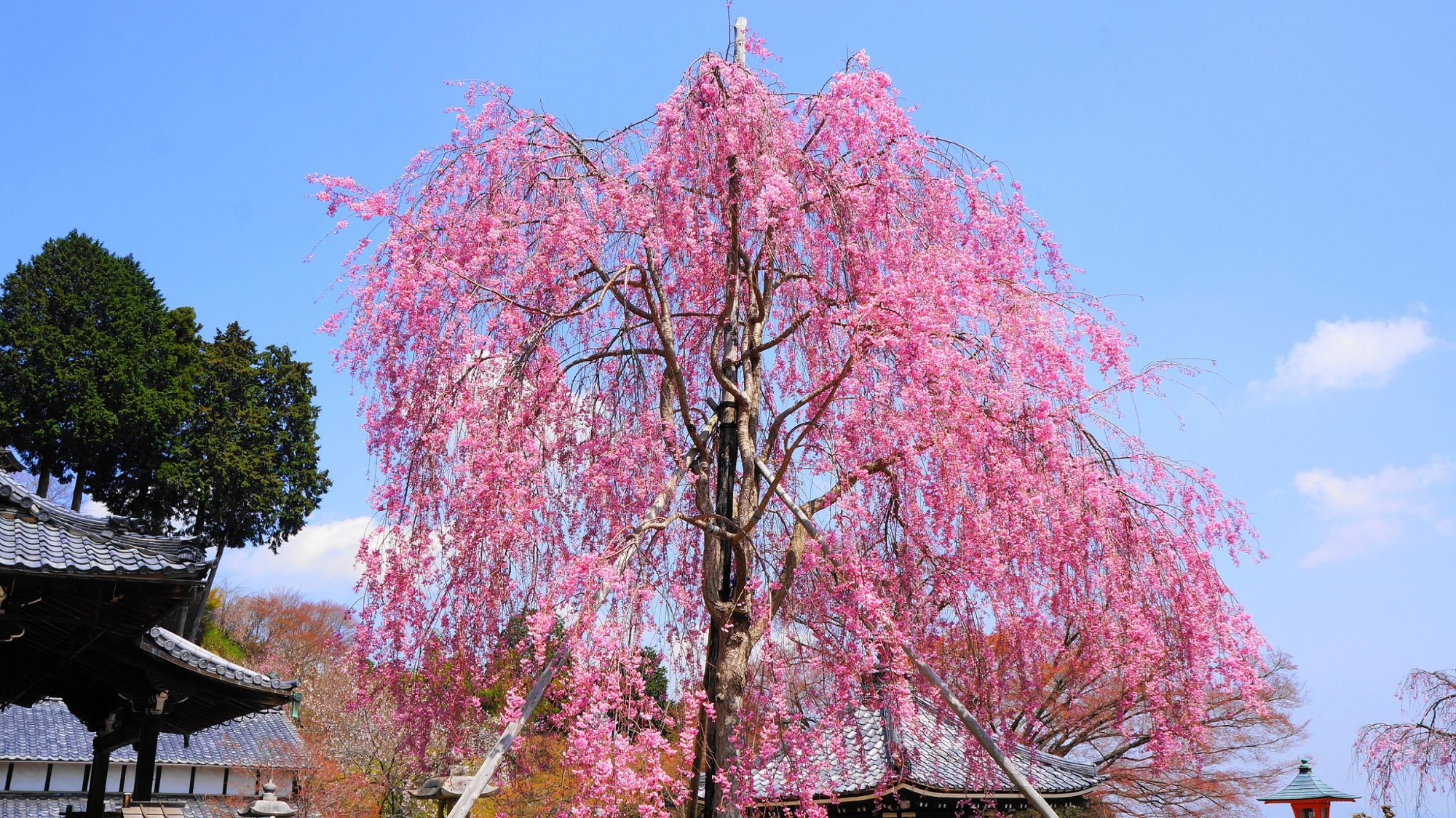 善峯寺の釈迦堂前のしだれ桜