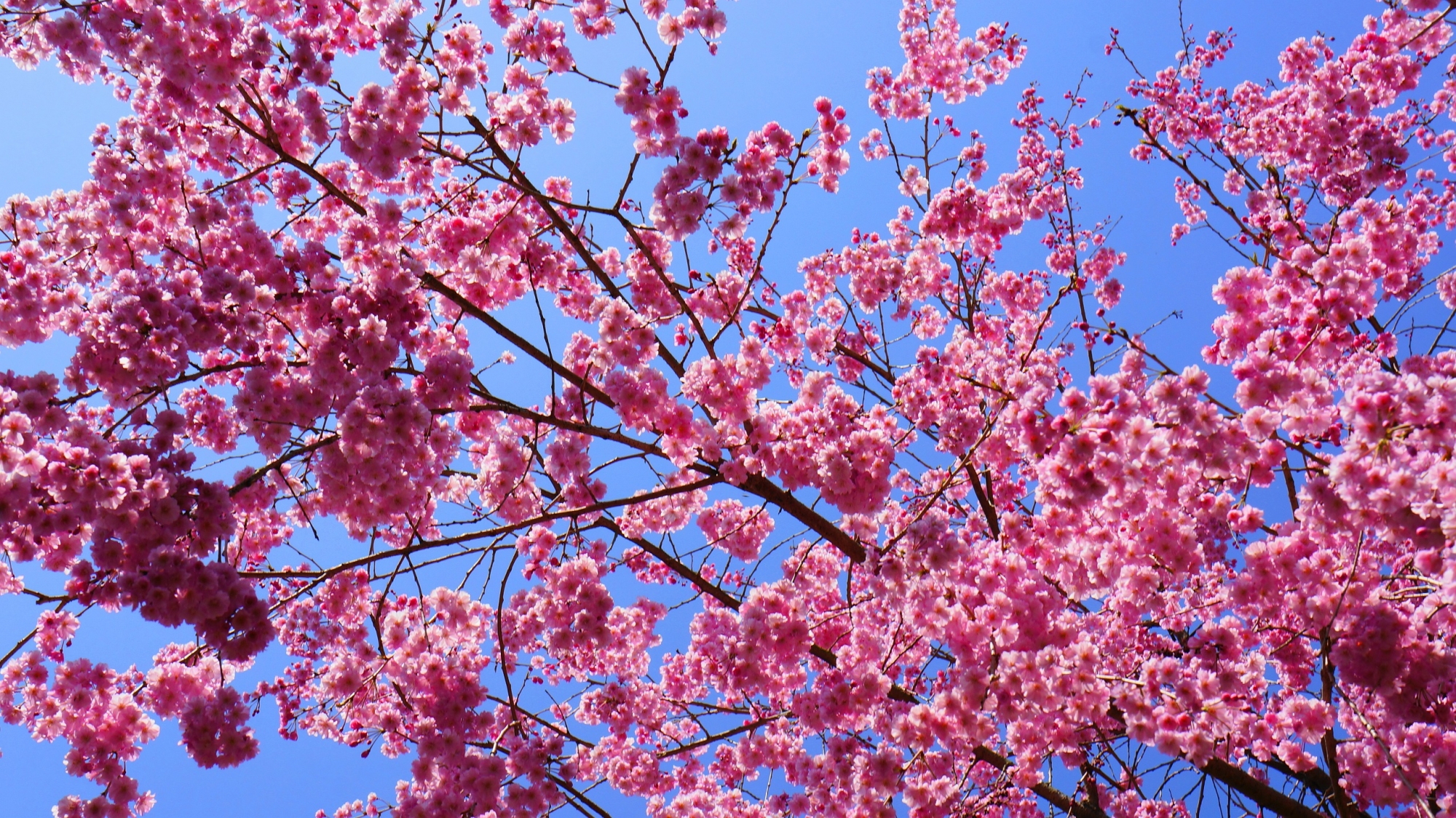 青空をキラキラした明るい春色にそめるピンクの桜