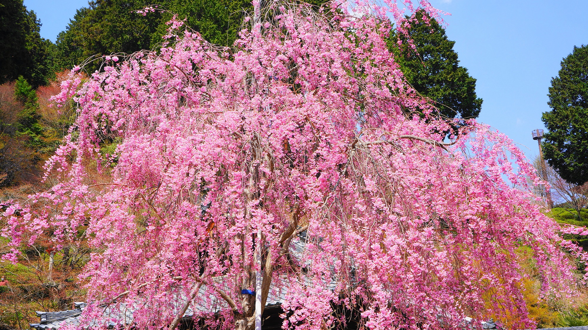 善峯寺の溢れんばかりに咲き誇るしだれ桜