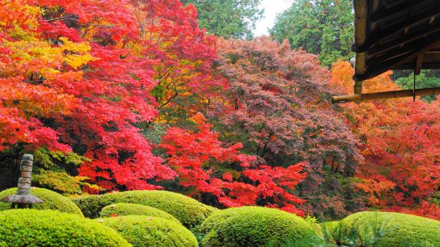 紅葉につつまれた詩仙堂の庭園とさつき