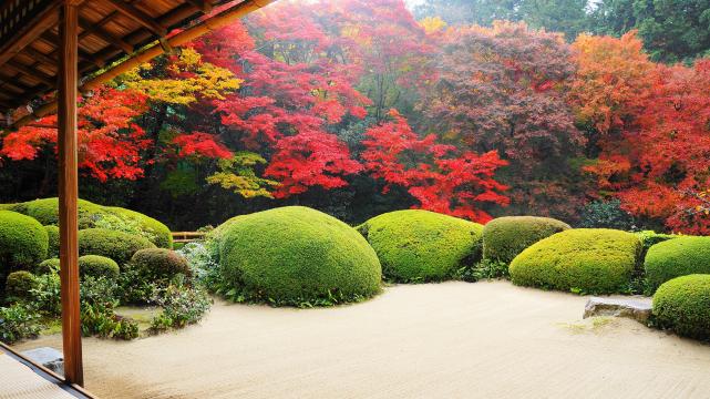 京都詩仙堂の庭園の見ごろの色とりどりの紅葉と緑のさつき