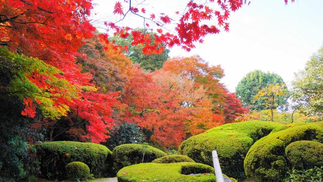 詩仙堂の庭園の見ごろの優しい紅葉
