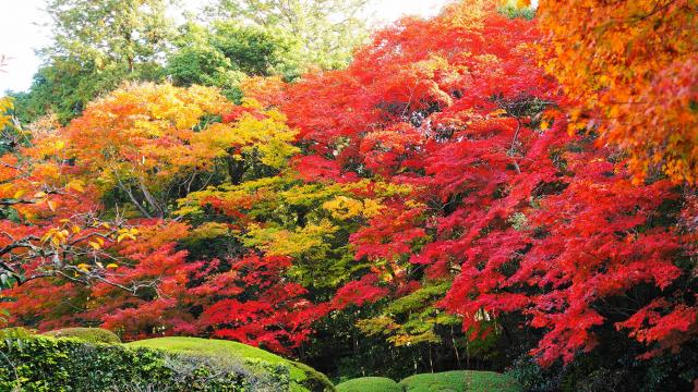 色とりどりの紅葉に染まった詩仙堂の庭園