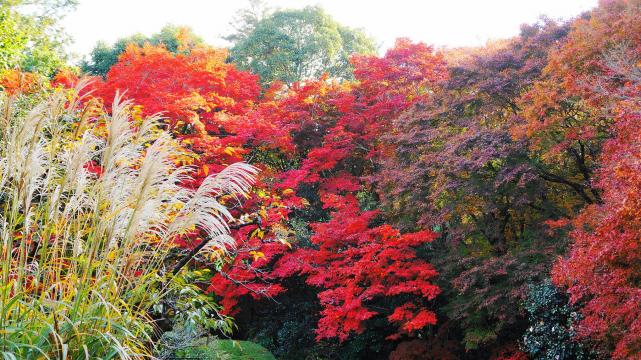 京都詩仙堂の見ごろの紅葉とすすき