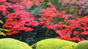 詩仙堂の庭園の見ごろの綺麗な紅葉