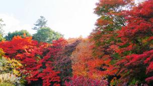 詩仙堂の庭園の見ごろの紅葉