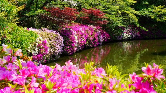 神泉苑の法成就池の満開の鮮やかなツツジ