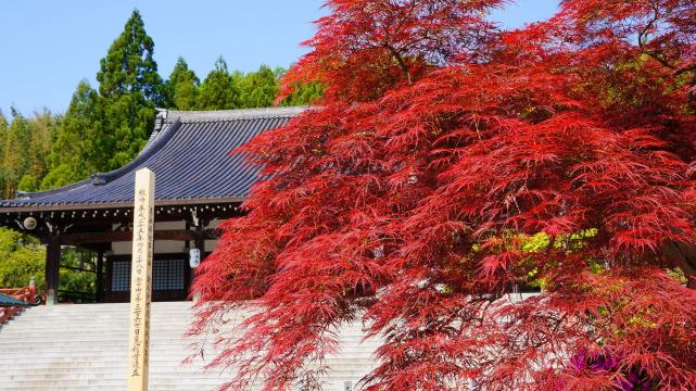 妙満寺の本堂と紅葉