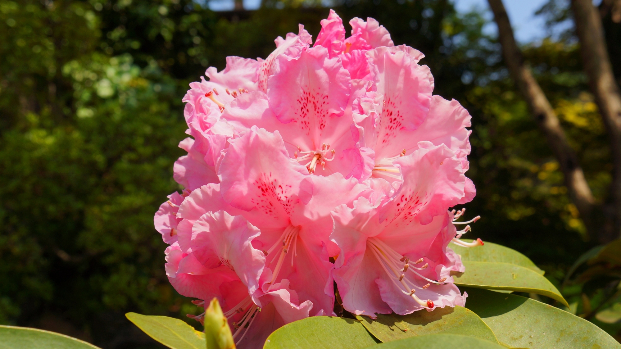 春らしいピンクの石楠花の大輪