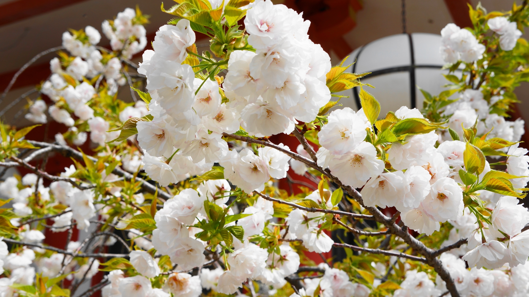 鞍馬寺の金堂前の満開の見事な桜