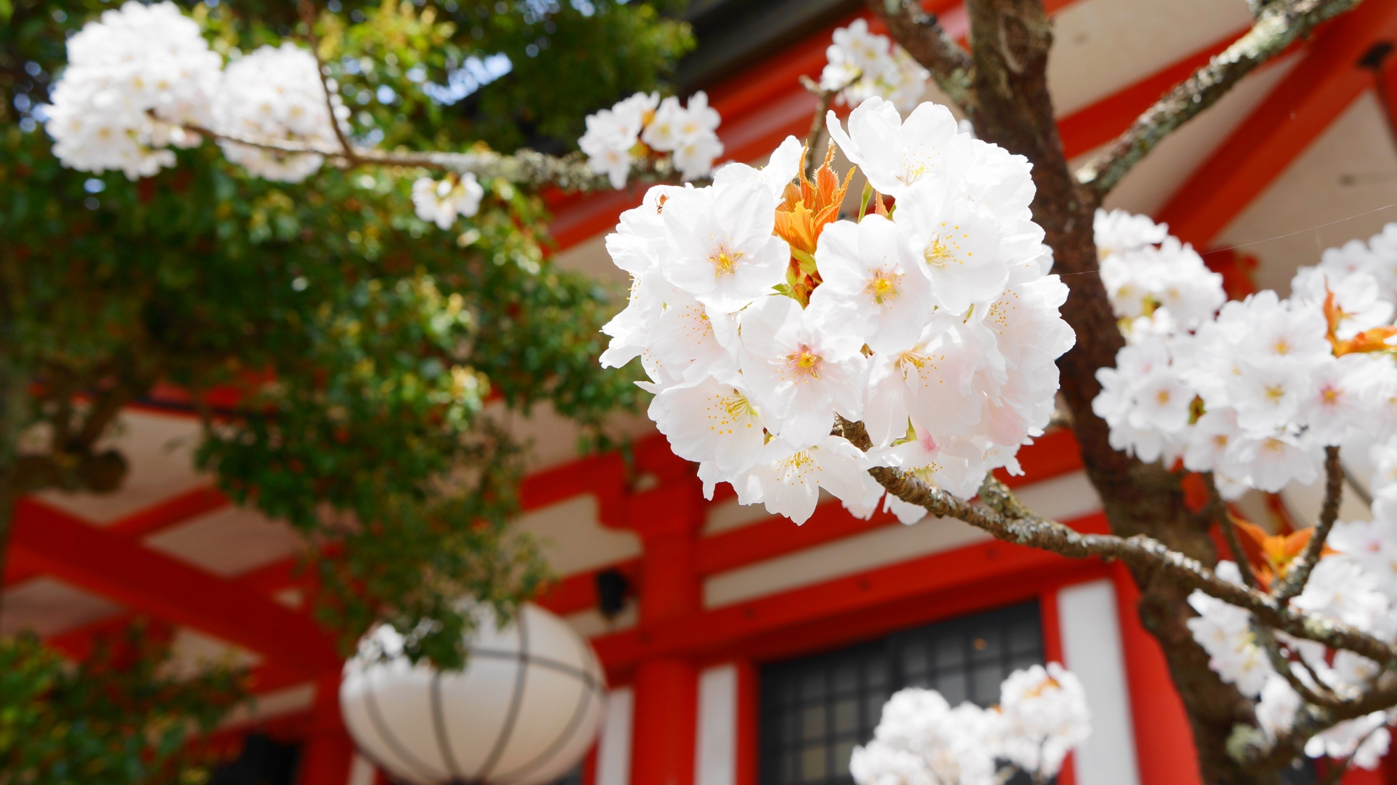 鞍馬寺の金堂前の満開の優雅な桜