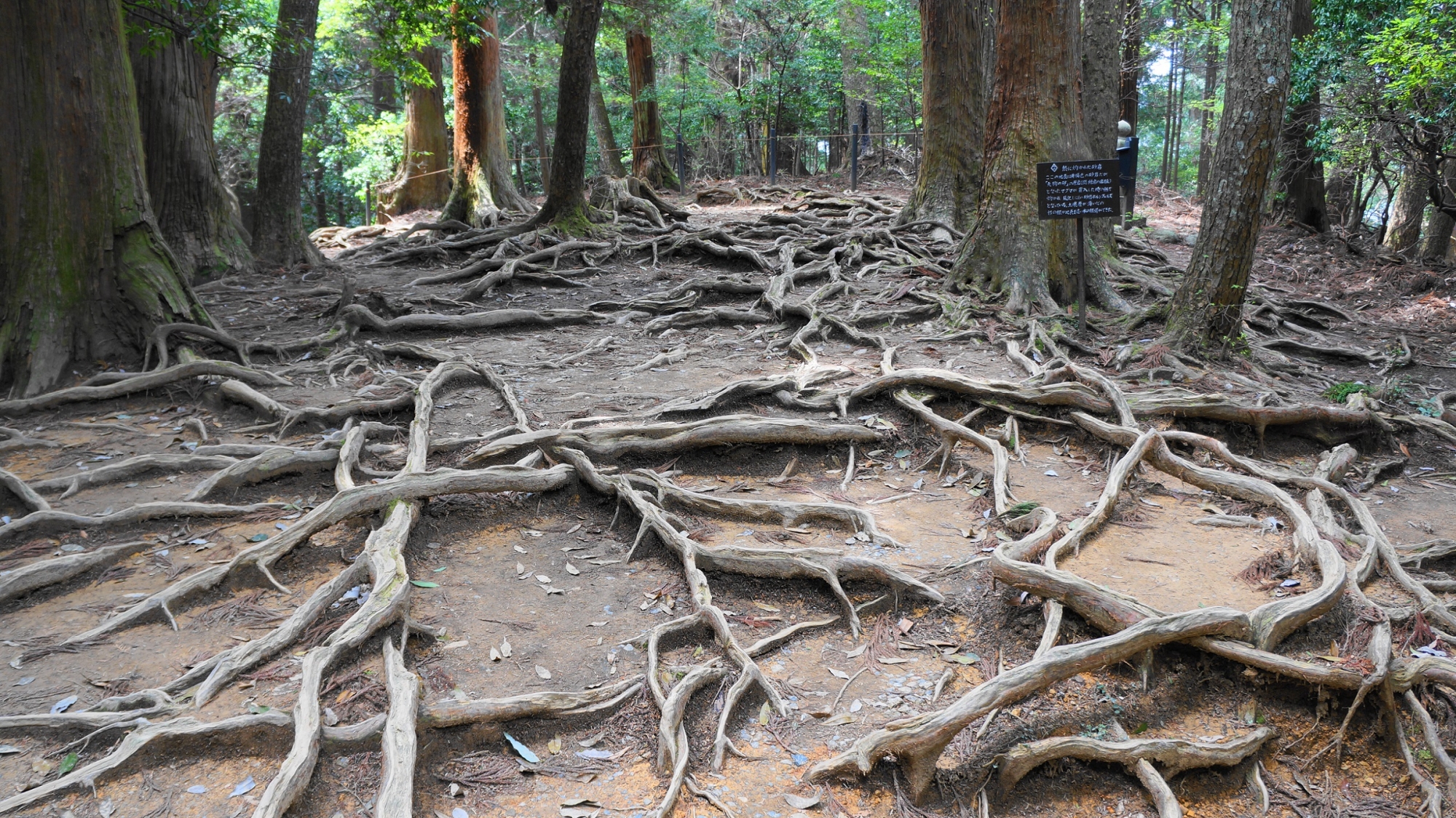 鞍馬寺の木の根道