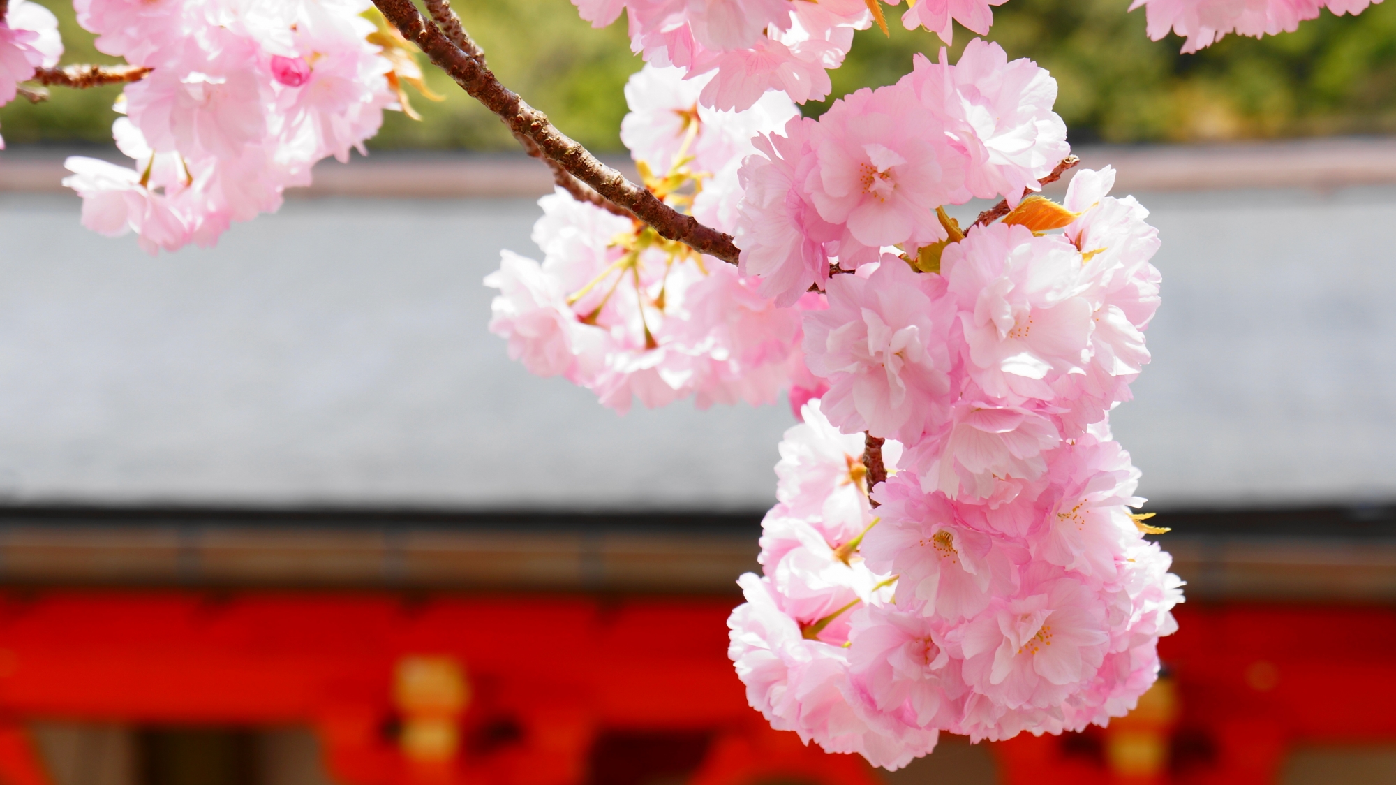 鞍馬寺の金堂前の満開の里桜
