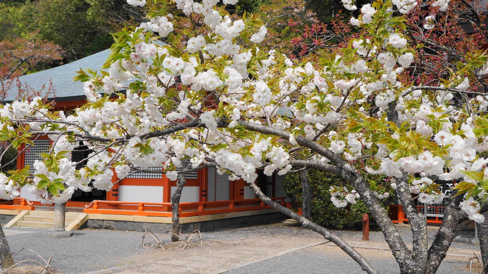 鞍馬寺の金堂前の華やかな満開の桜