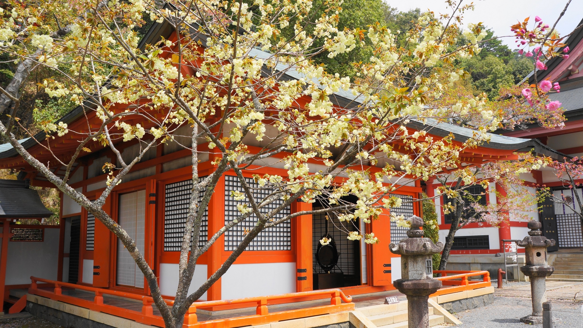 Kyoto Kurama-dera Temple cherry blossoms 鞍馬寺 金堂前 満開 桜