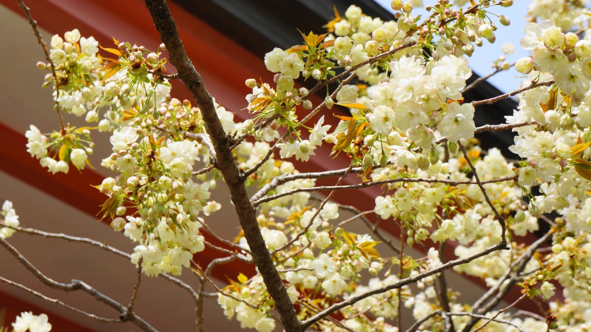 鞍馬寺の金堂前の満開の鮮やかな桜