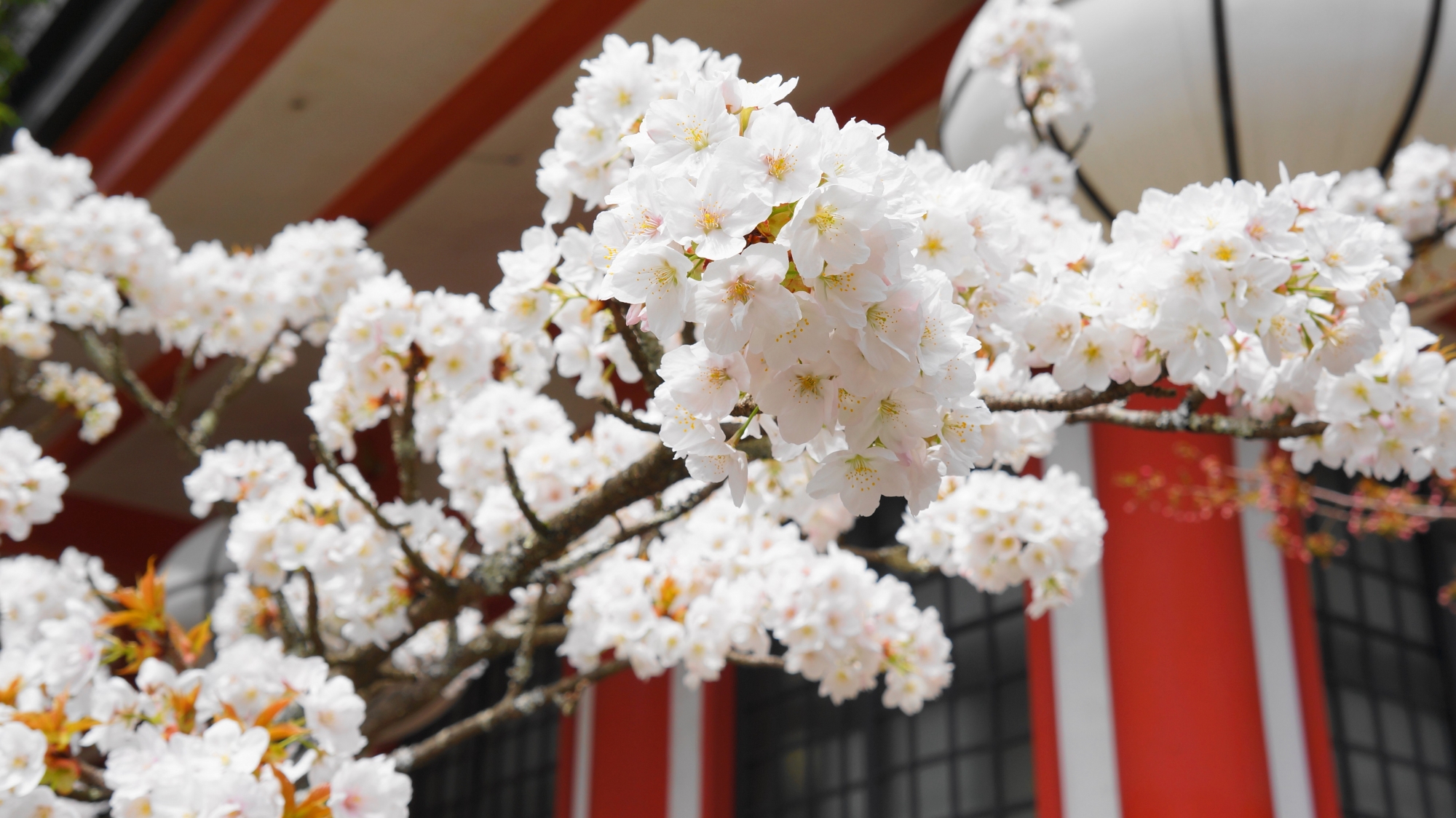 鞍馬寺の金堂前の満開の桜 4月
