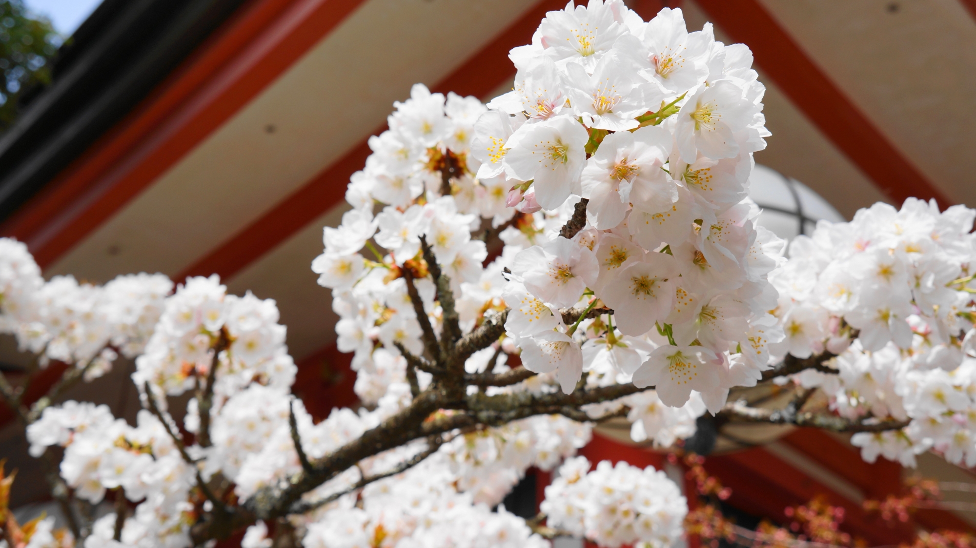鞍馬寺の金堂前の満開の華やかな桜