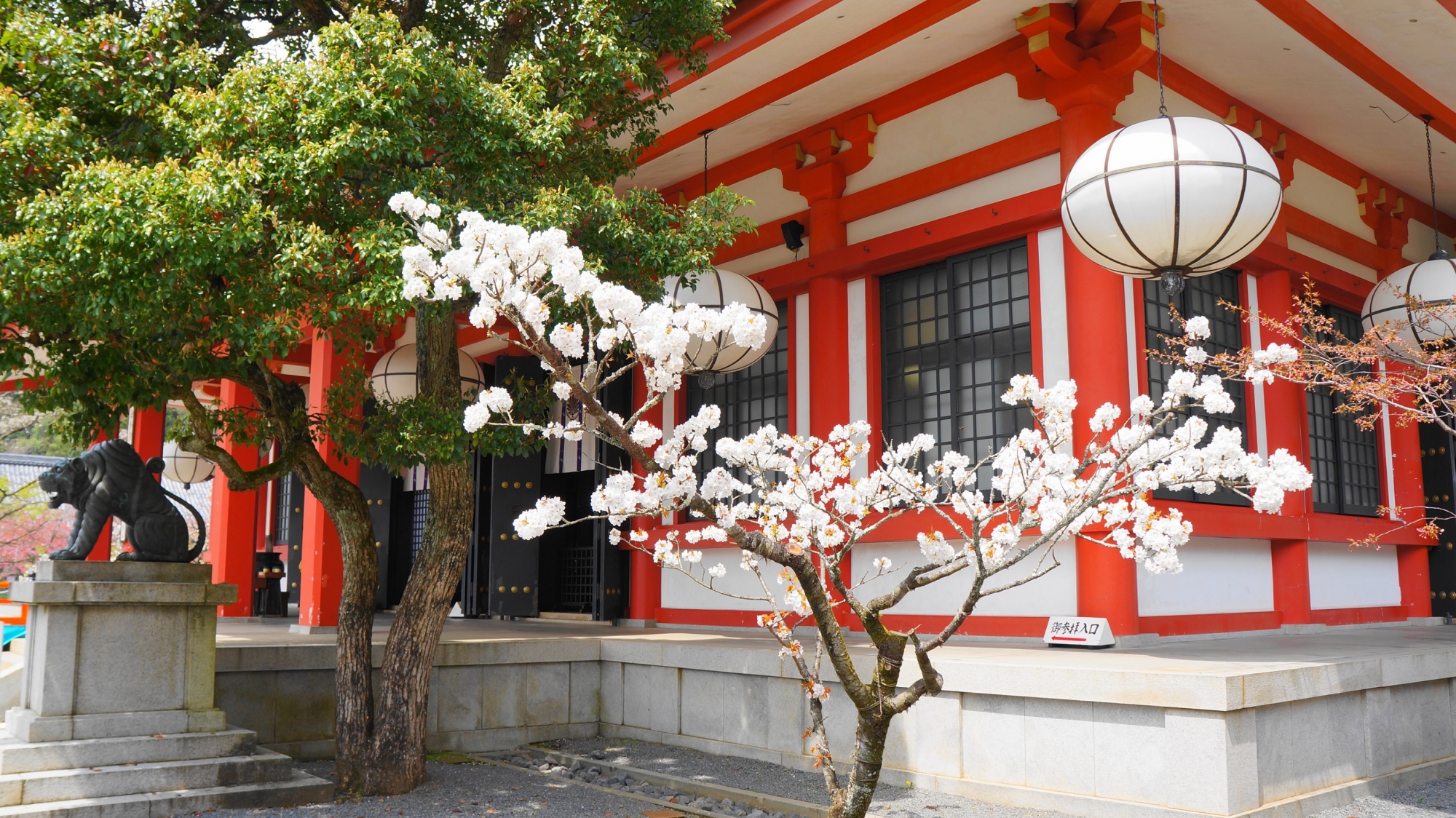 鞍馬寺の金堂前の満開の優美な桜