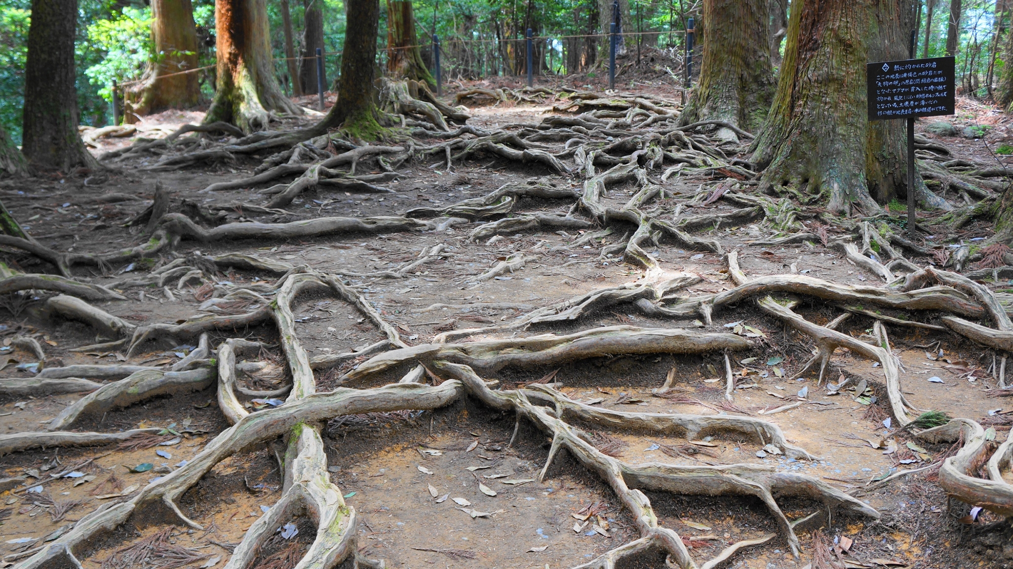 鞍馬寺の優美な木の根道