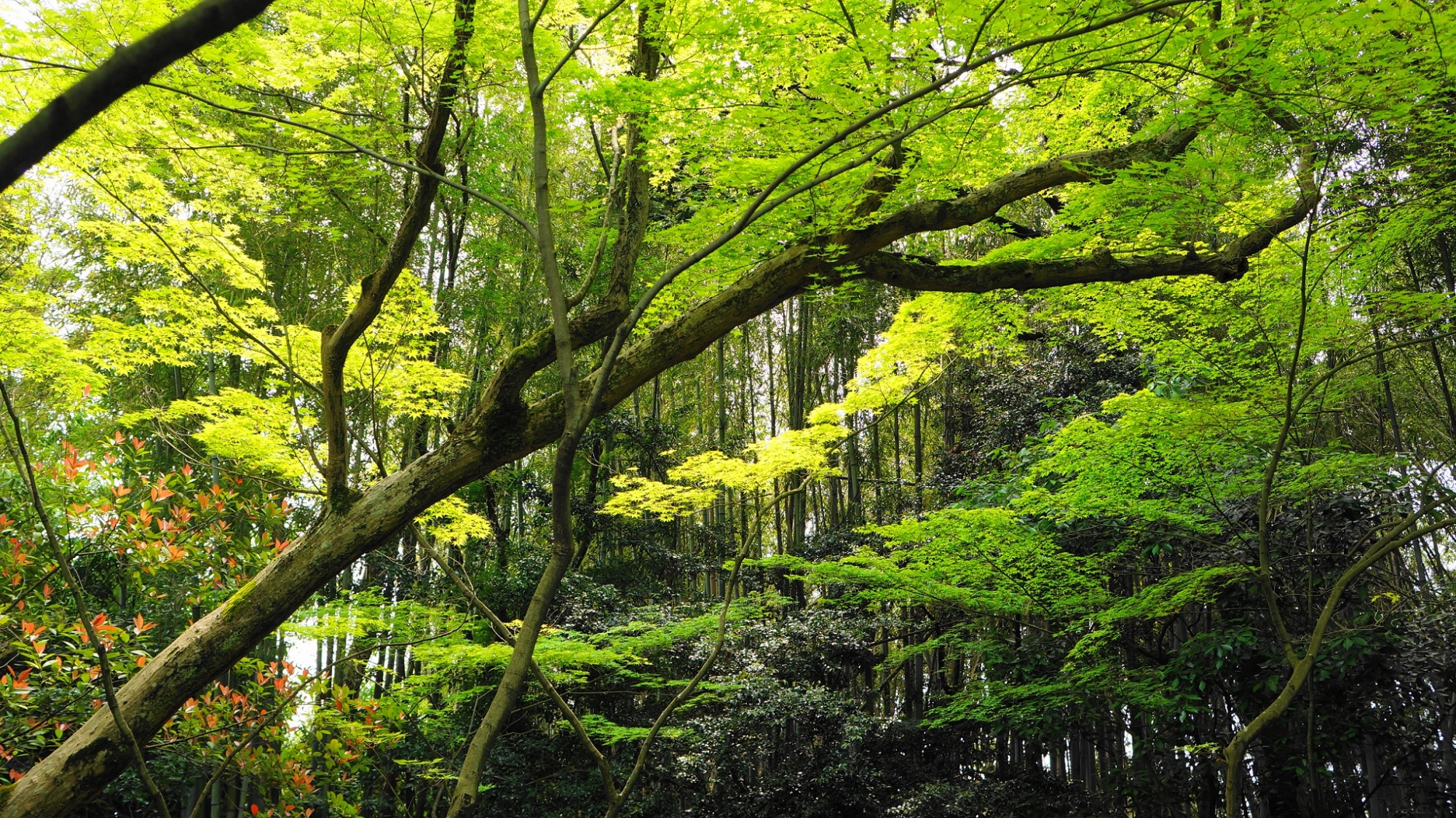 大徳寺の高桐院の美しい苔