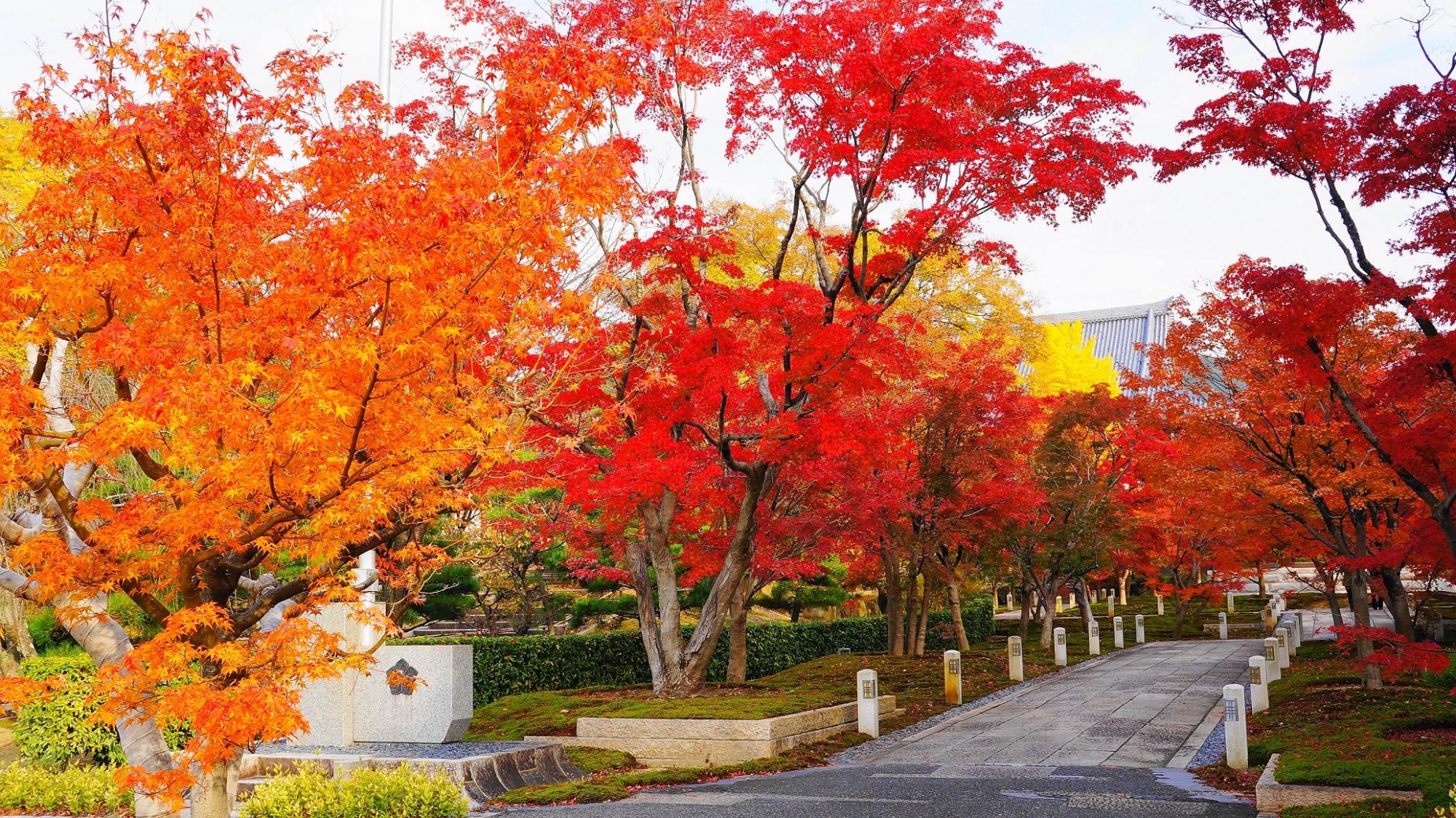 智積院の冠木門付近の鐘楼に続く参道の色とりどりの紅葉