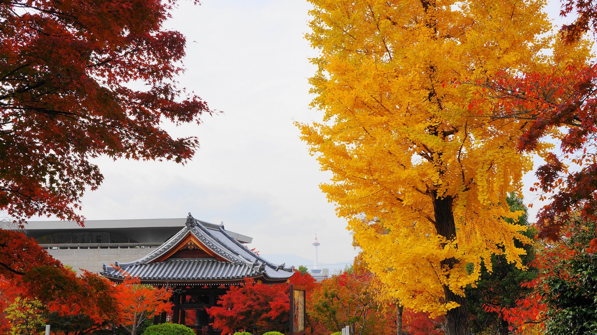 智積院の豪快に色づく見事な黄色い銀杏と京都タワー