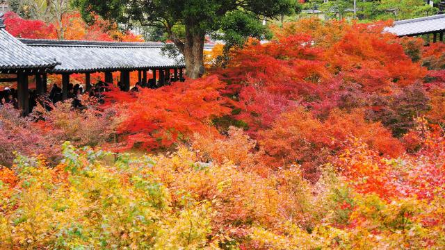 東福寺の通天台から眺めた通天橋と見頃の鮮やかな紅葉