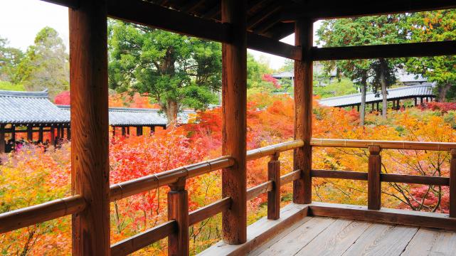 東福寺の通天台の見ごろの綺麗なもみじ