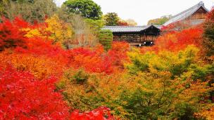 Kyoto Tofuki-ji Temple 紅葉 見ごろ 通天橋 東福寺 臥雲橋