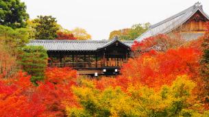 東福寺の臥雲橋から眺めた通天橋と見ごろのもみじ