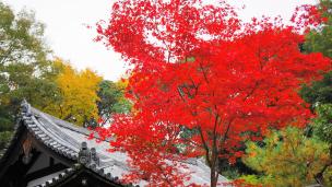 東福寺の三門付近の見ごろの紅葉