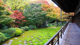 東福寺 方丈庭園 北庭 見ごろ 紅葉 11月