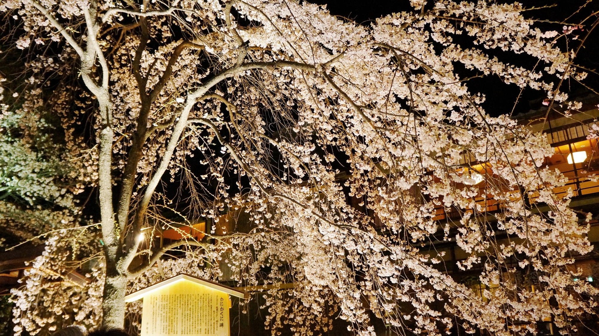 祇園白川のかにかくに碑付近の満開のしだれ桜ライトアップ