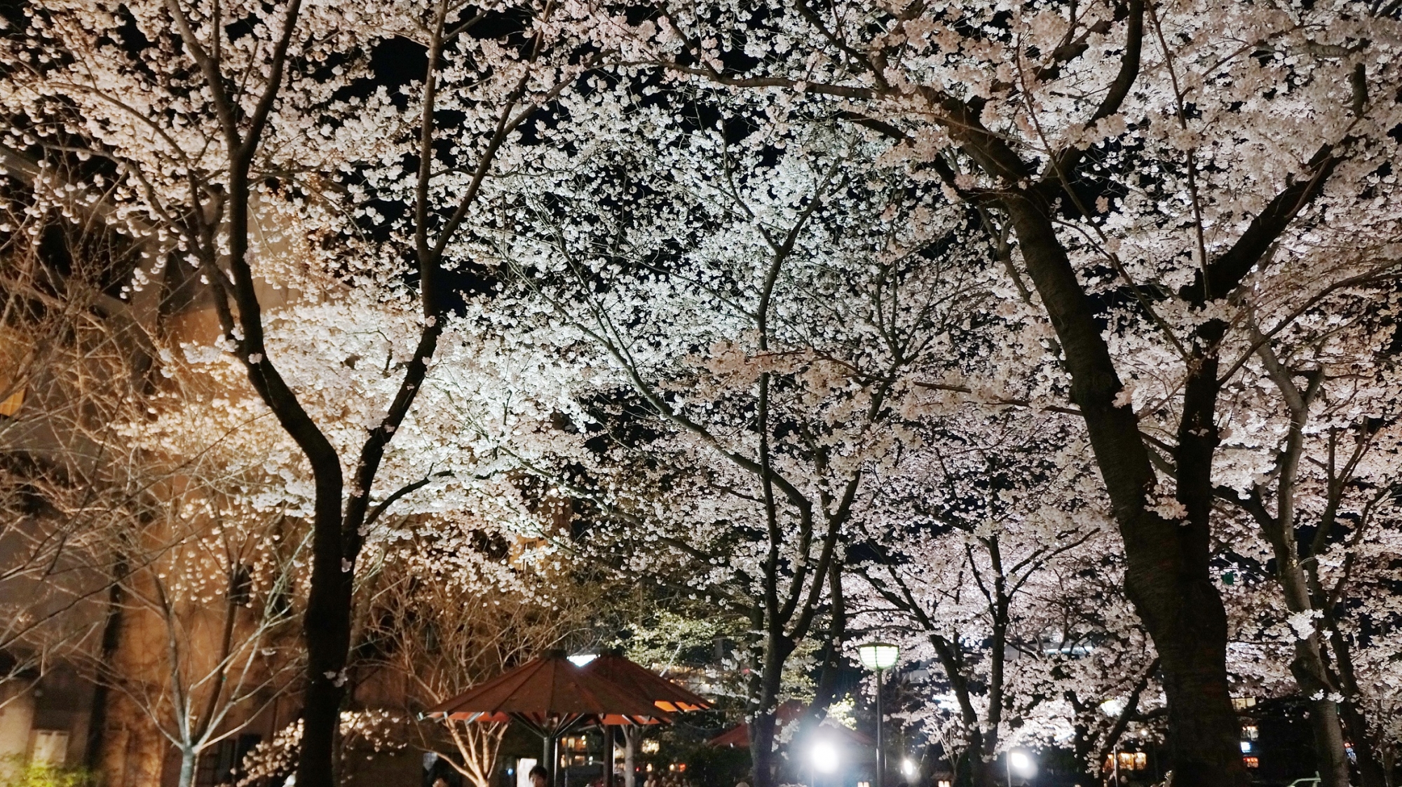 風情ある京都祇園白川の春の空に広がる満開の夜桜ライトアップ
