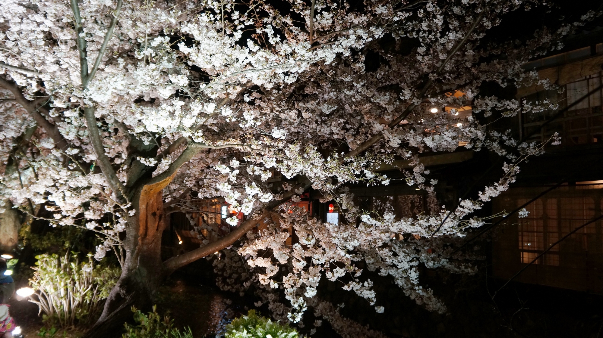 祇園白川の見事な満開の夜桜ライトアップ