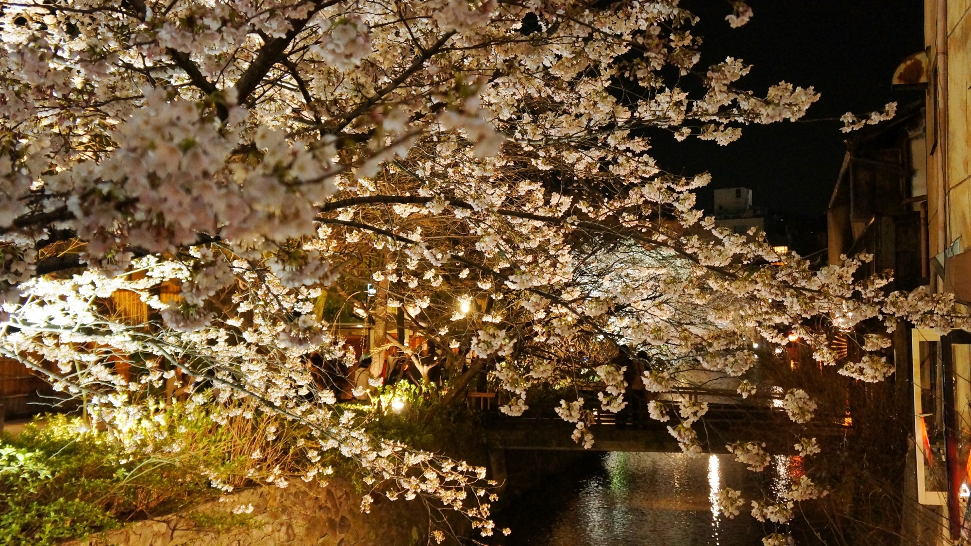 高画質 祇園白川 満開 夜桜 ライトアップ 写真 春